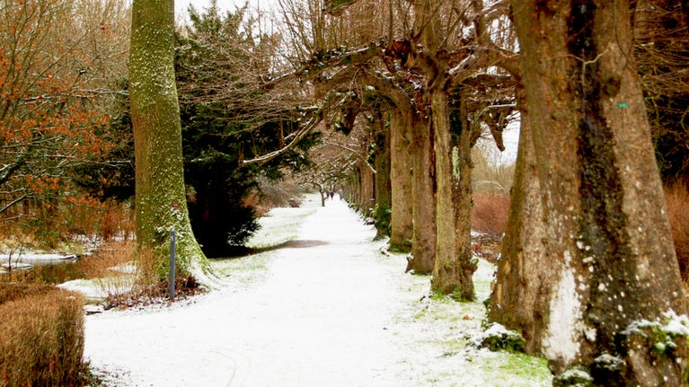 Snowing at the Argory - Lime Tree Walk